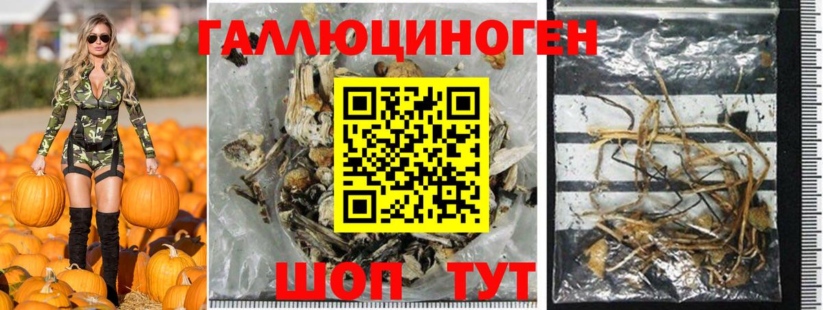 Галлюциногенные грибы Psilocybe Шахты